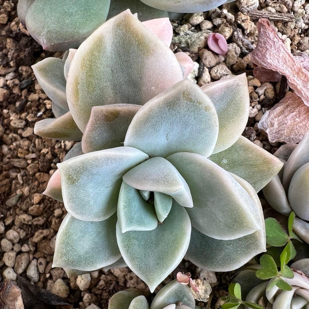 多肉植物 ラブリーローズ錦➅ 抜き苗 - メルカリ