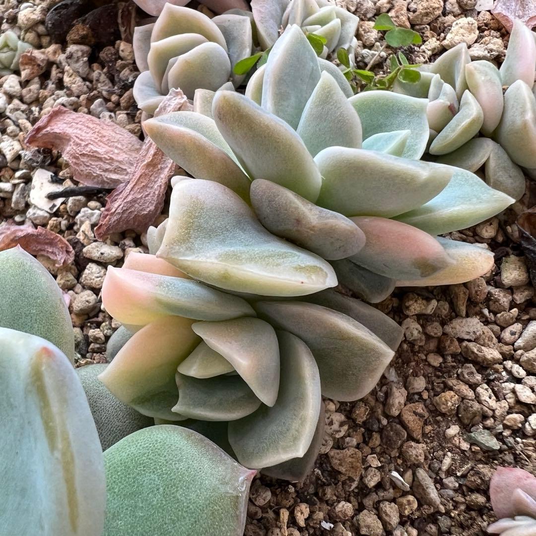 多肉植物 ラブリーローズ錦➅ 抜き苗 - メルカリ