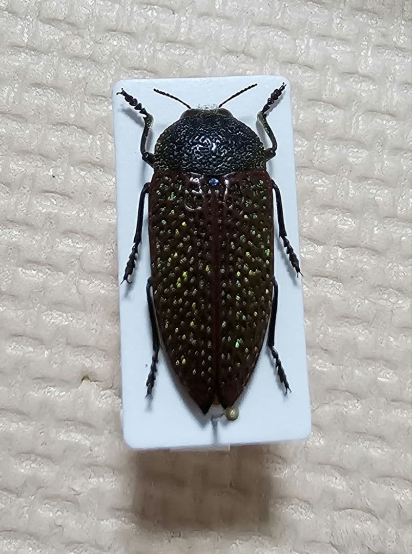 激レア　キラキラアラメムカシタマムシ　甲虫　標本　昆虫 激レア キラキラアラメムカシタマムシ 甲虫 標本 昆虫 激レア キラキラ