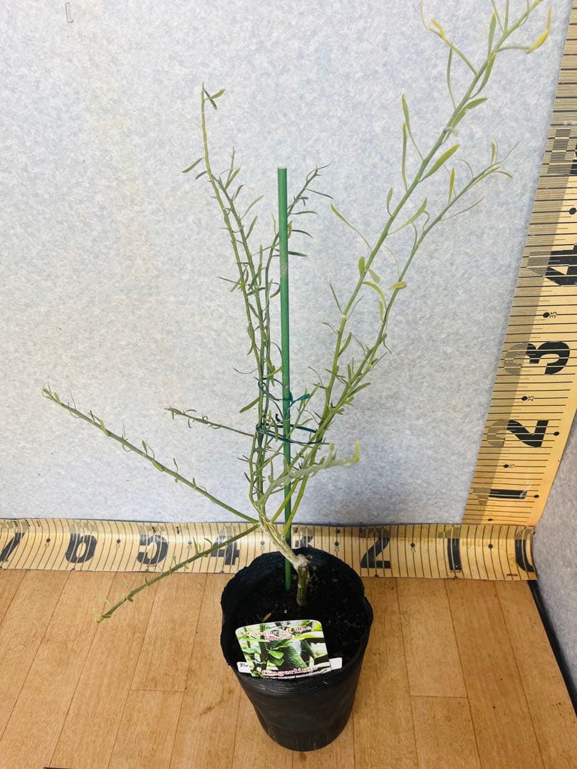 柑橘2年生 フィンガーライム接木苗／苗 3鉢セット 撮影品発送 - メルカリ