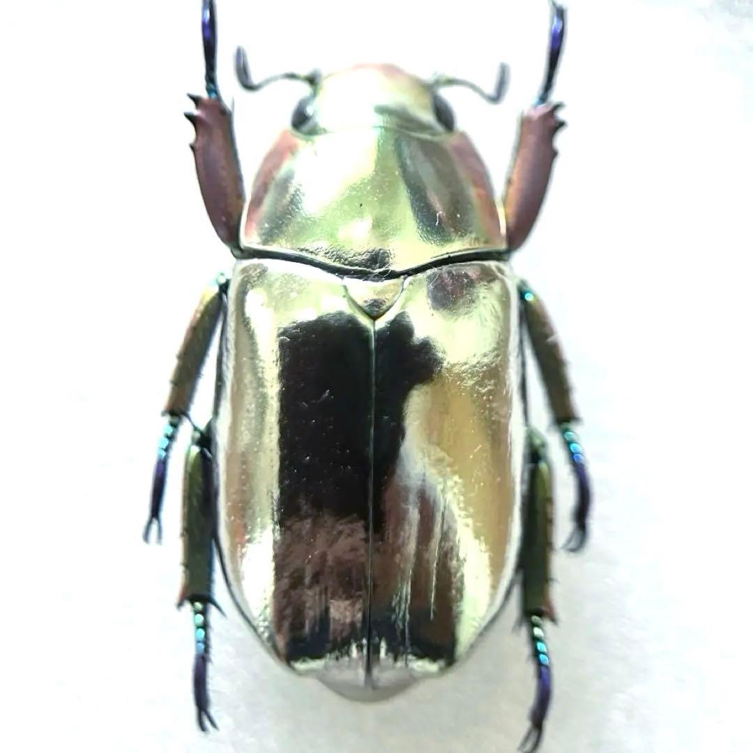 09285 美麗標本　クリサルギレアプラチナコガネ 保管状態が悪くわかりにくいですが表皮が割れたプラチナコガネ