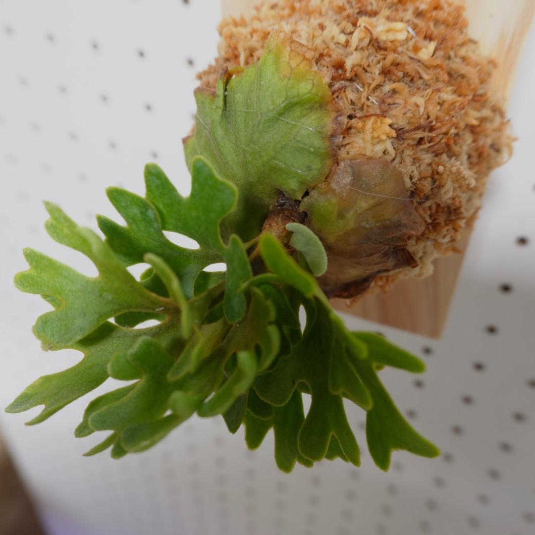 ビカクシダ リドレイ ドワーフ シルバー 板付 R-3 - メルカリ