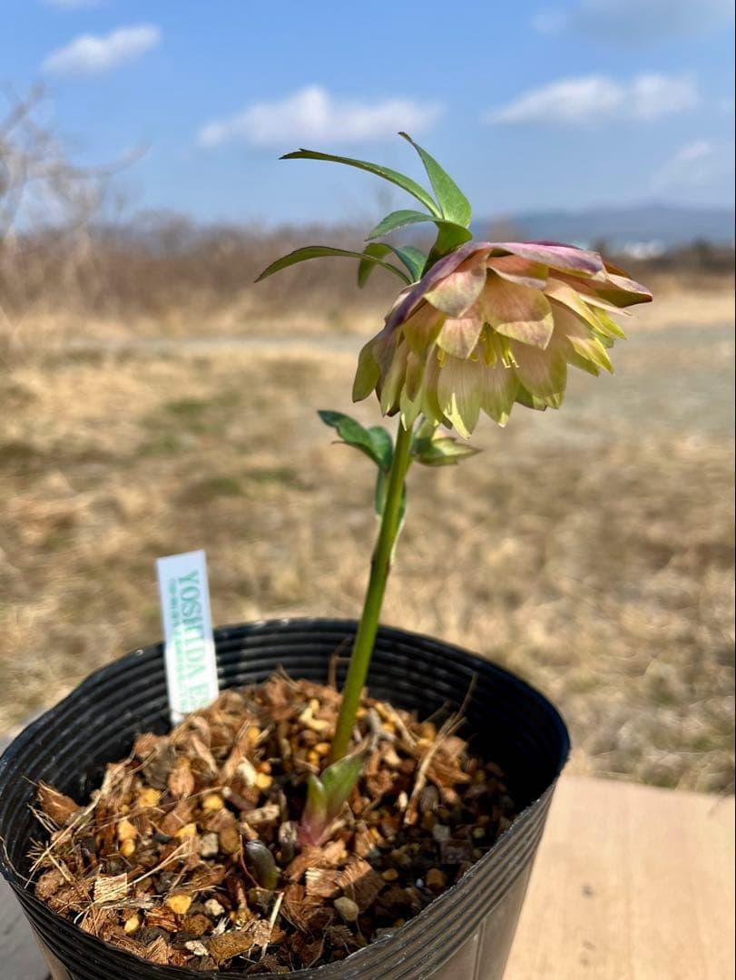 i*u様 ☘️蕾付き☘️3304⭐️超希少⭐️アンティークピエラ⭐️