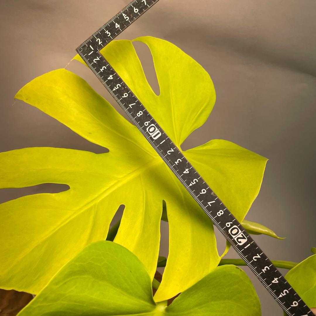 三*ん様 L029 モンステラ デリシオーサ 黄金葉 ゴールドリーフ フルムーン