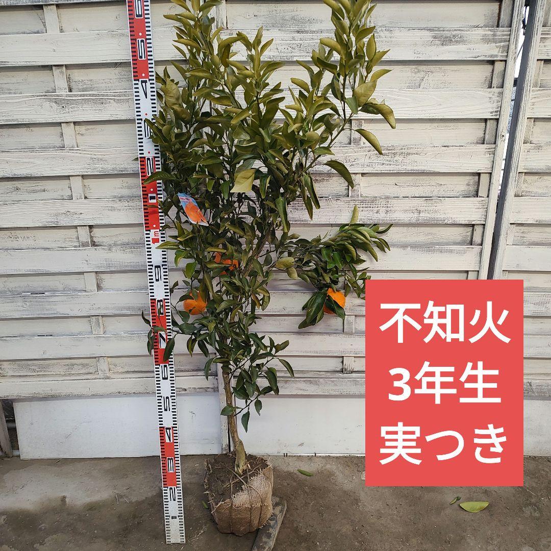 がんもさま専用出品 不知火 3年生 実つき！ 大苗 楽天市場】みかん 苗木 【デコポン 不知火】 3年生接木大苗 【産地で