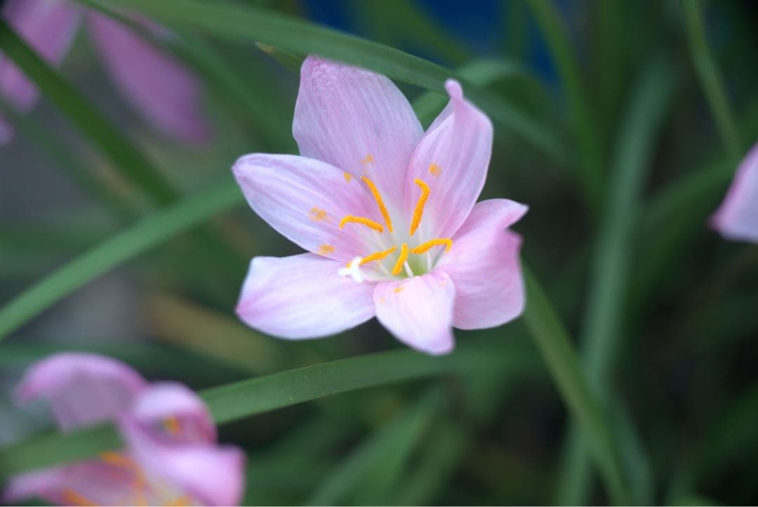 東京光学　Toko 3.5 7.5cm トリプレットの銘レンズ❗️