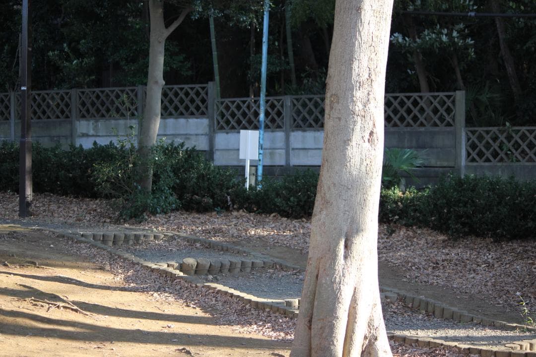 (極美品) Canon EF-S 55-250mm f/4-5.6 IS II