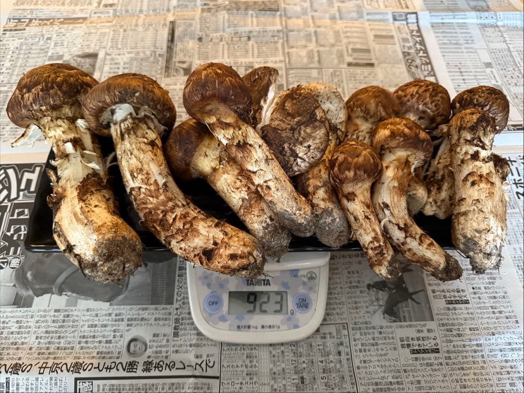 松茸　北海道　900g 訳あり　④ 信州産「天然松茸」（約600g/6〜22本） 野菜 きのこ まつたけ | 長野県