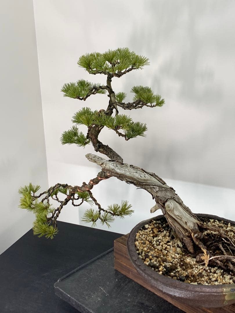 優美な枝振りの半懸崖五葉松　竜岳南蛮鉢（検索/文人　赤松　真柏　サバ幹　盆栽）
