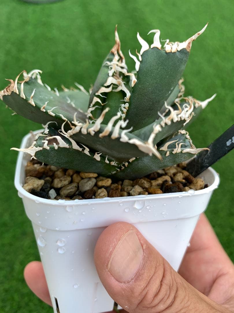 特選】アガベ☆チタノタ☆金剛☆キングコング☆超強棘☆極上☆抜き苗