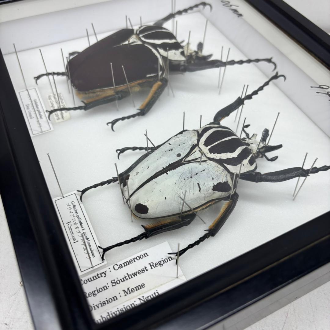 M◇ゴライアスオオツノハナムグリ 2頭 昆虫標本 - メルカリ