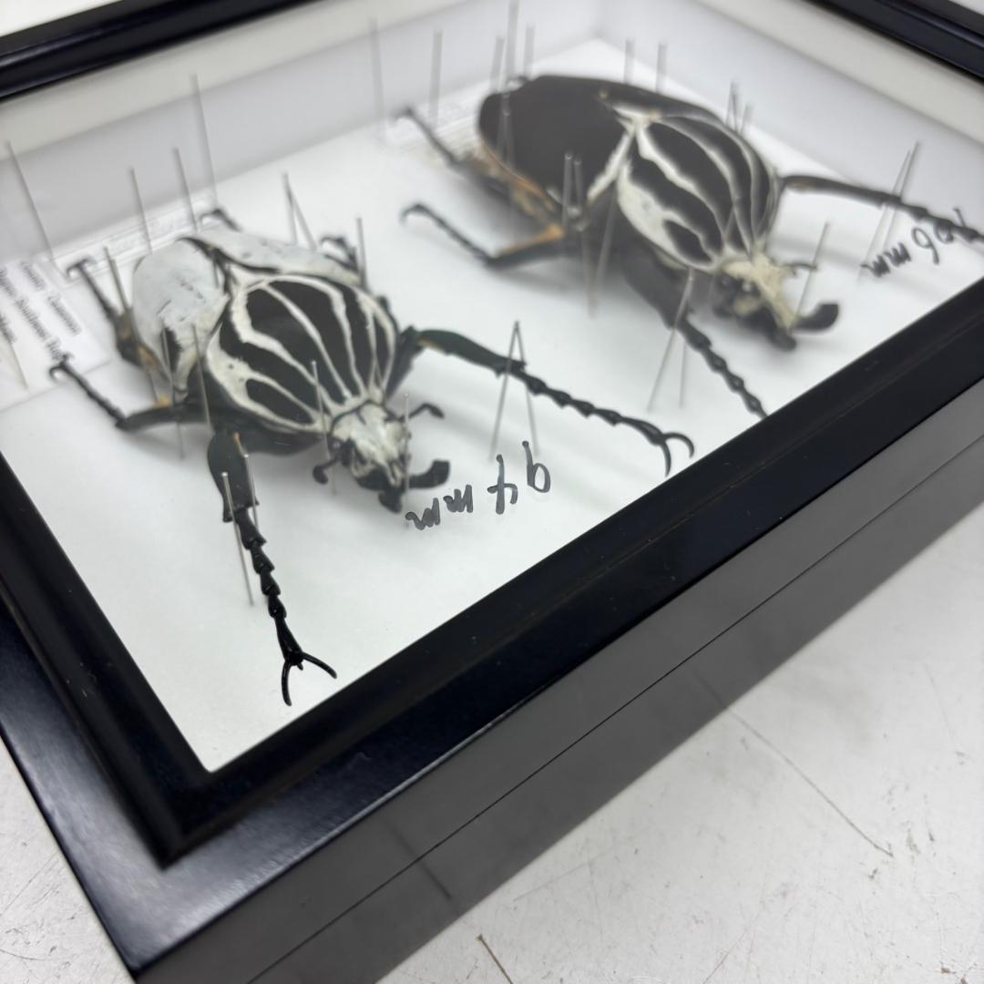 M◇ゴライアスオオツノハナムグリ 2頭 昆虫標本 - メルカリ