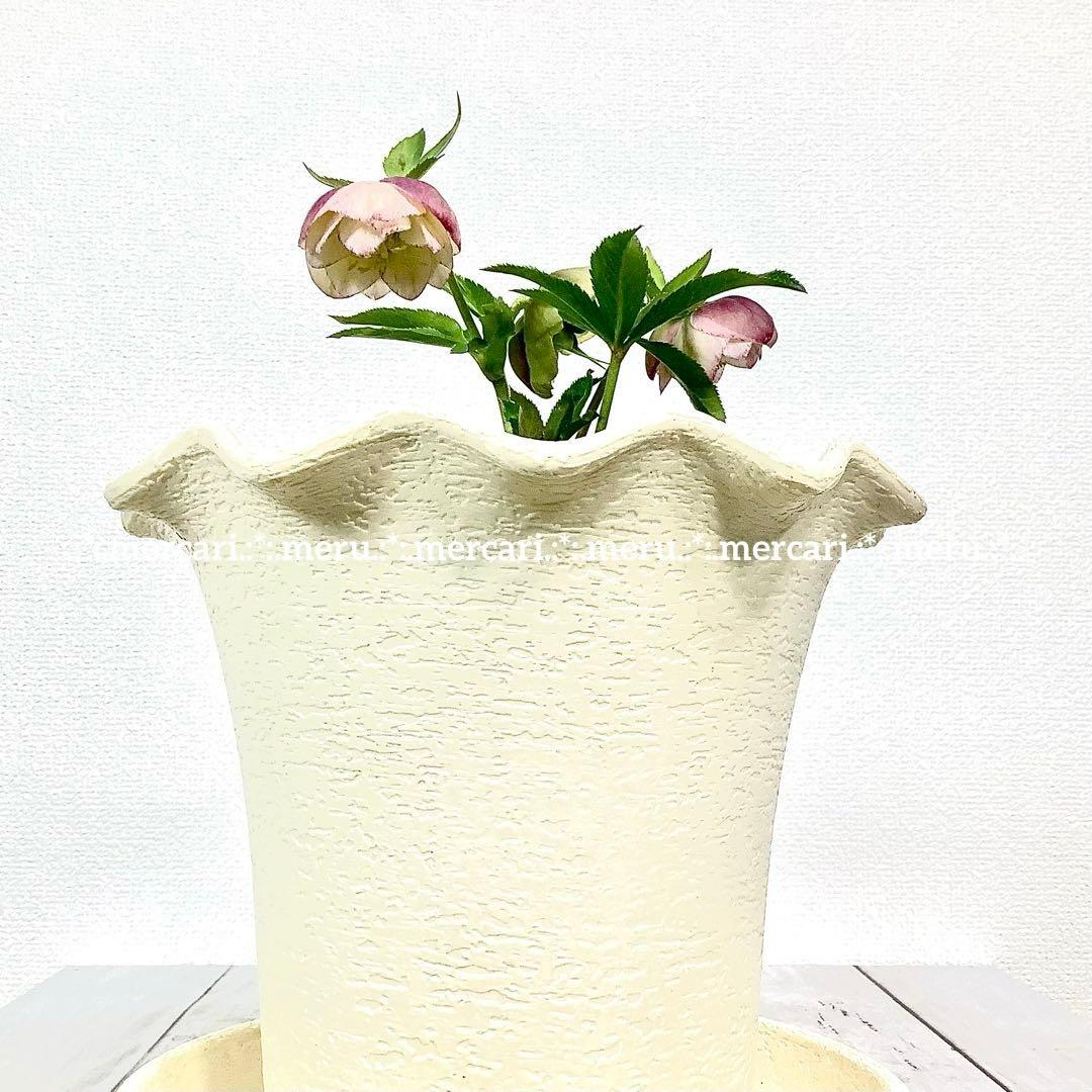 種 5粒✿クリスマスローズ☆'25 手毬交配小輪ddクリームアプリコット