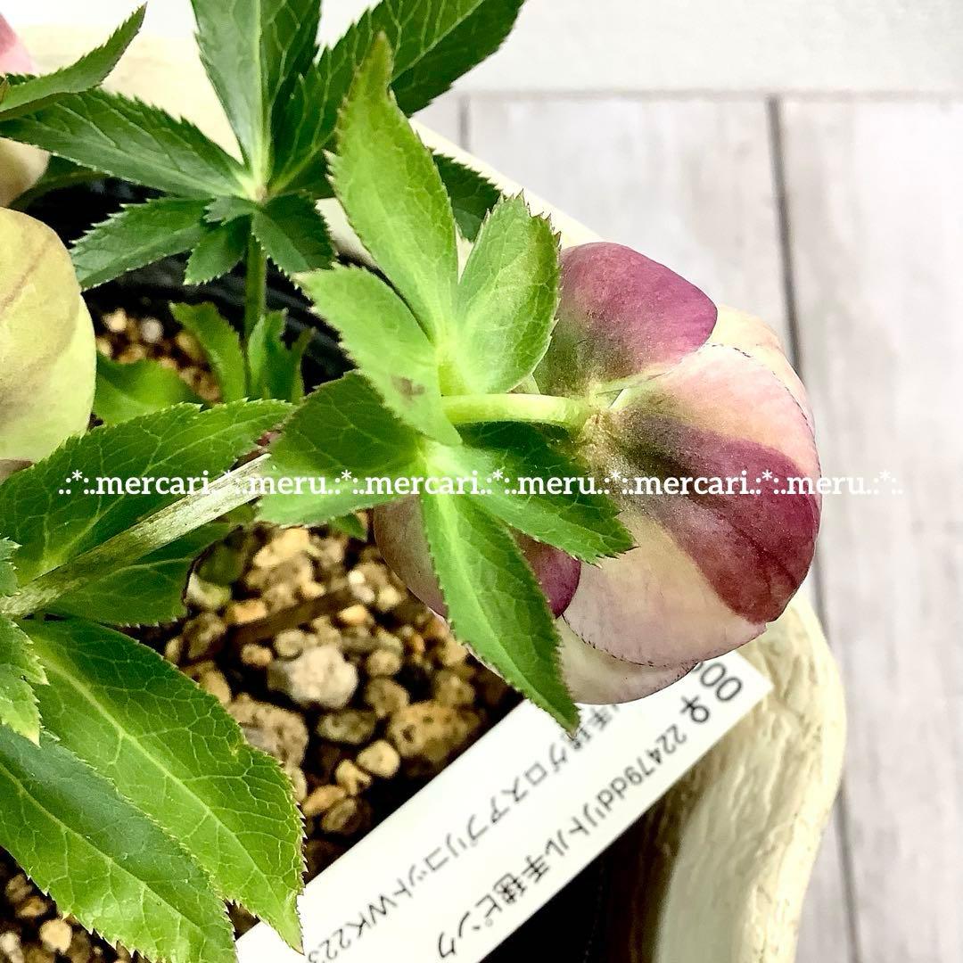 種 5粒✿クリスマスローズ☆'25 手毬交配小輪ddクリームアプリコット