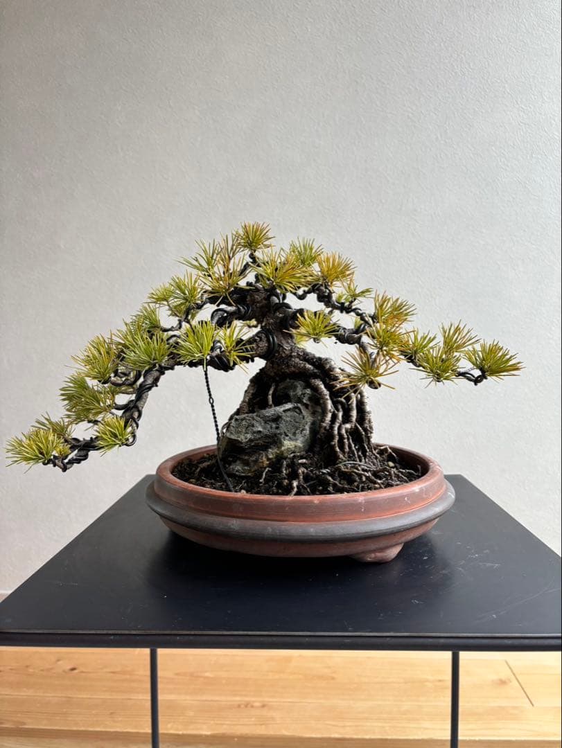 五葉松　盆栽　模様木　石付き　根上がり　樹齢25年 楽天市場】五葉松盆栽【盆栽】樹齢10年もの 樹形のかっこいい盆栽です