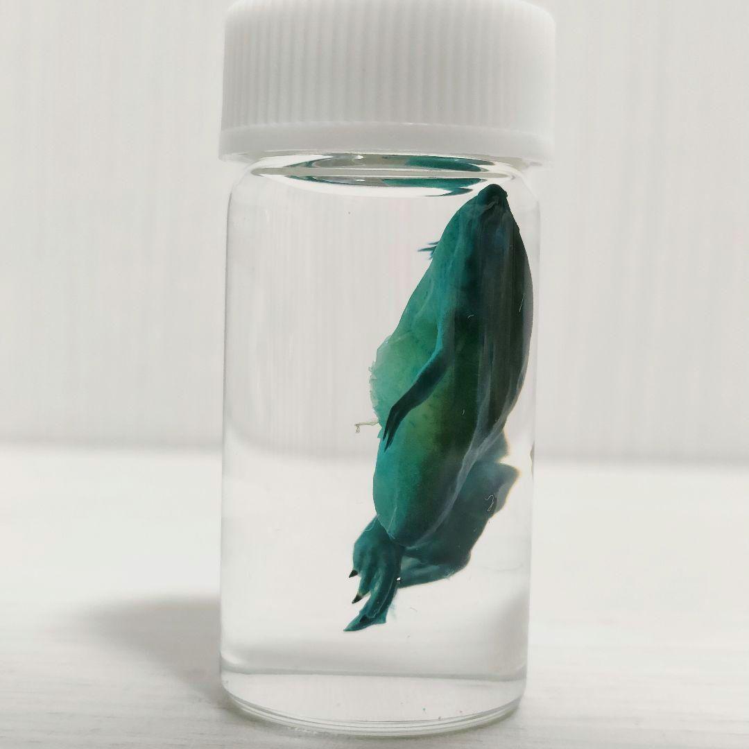 専用出品】ミニ透明標本作製キット（中級）×2個 軟骨染色済に変更