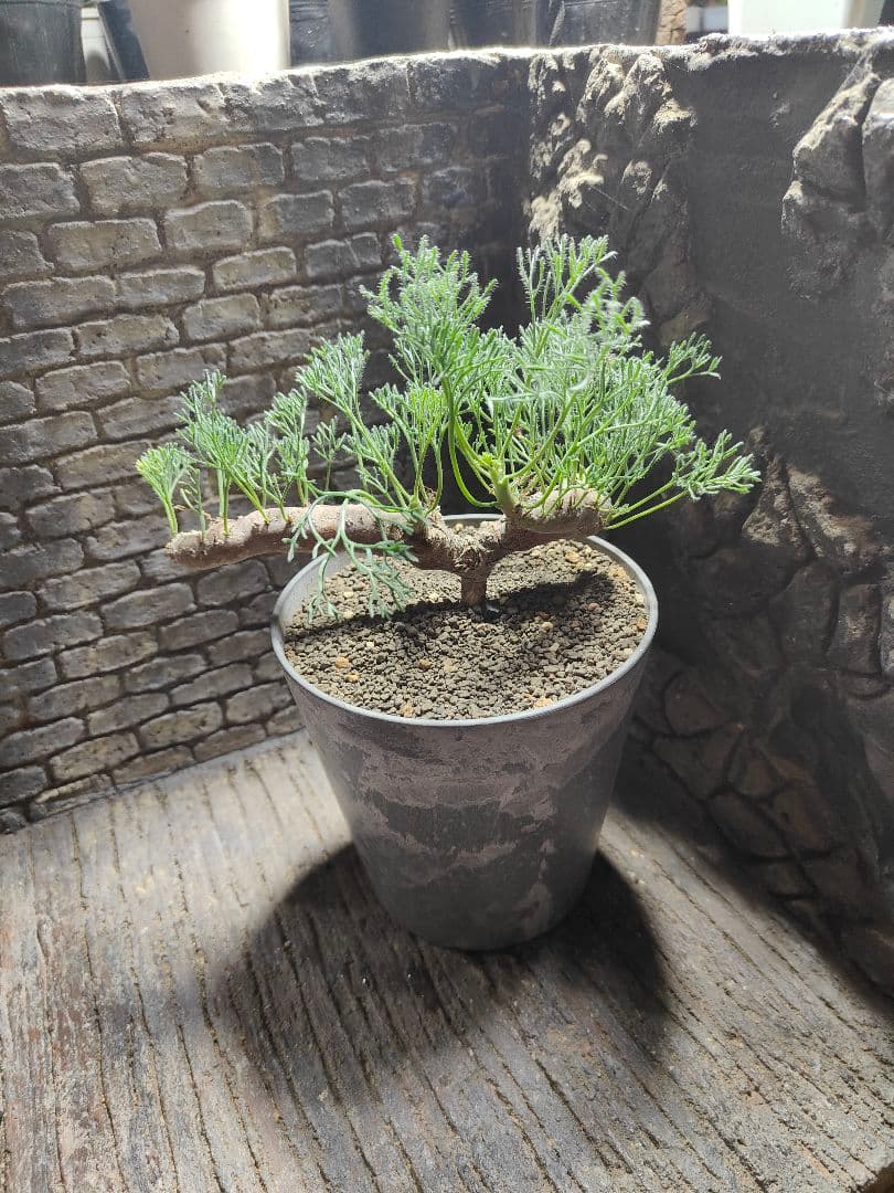 サウコカウロン ペニクリナム 大株