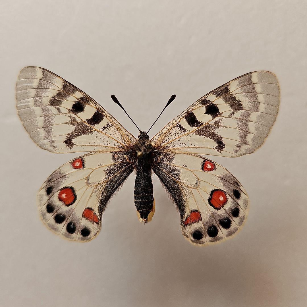 チャールトンウスバ原亜種　雌 チャールトンウスバ原亜種 雌 チャールトンウスバ原亜種 雌 phonto-4