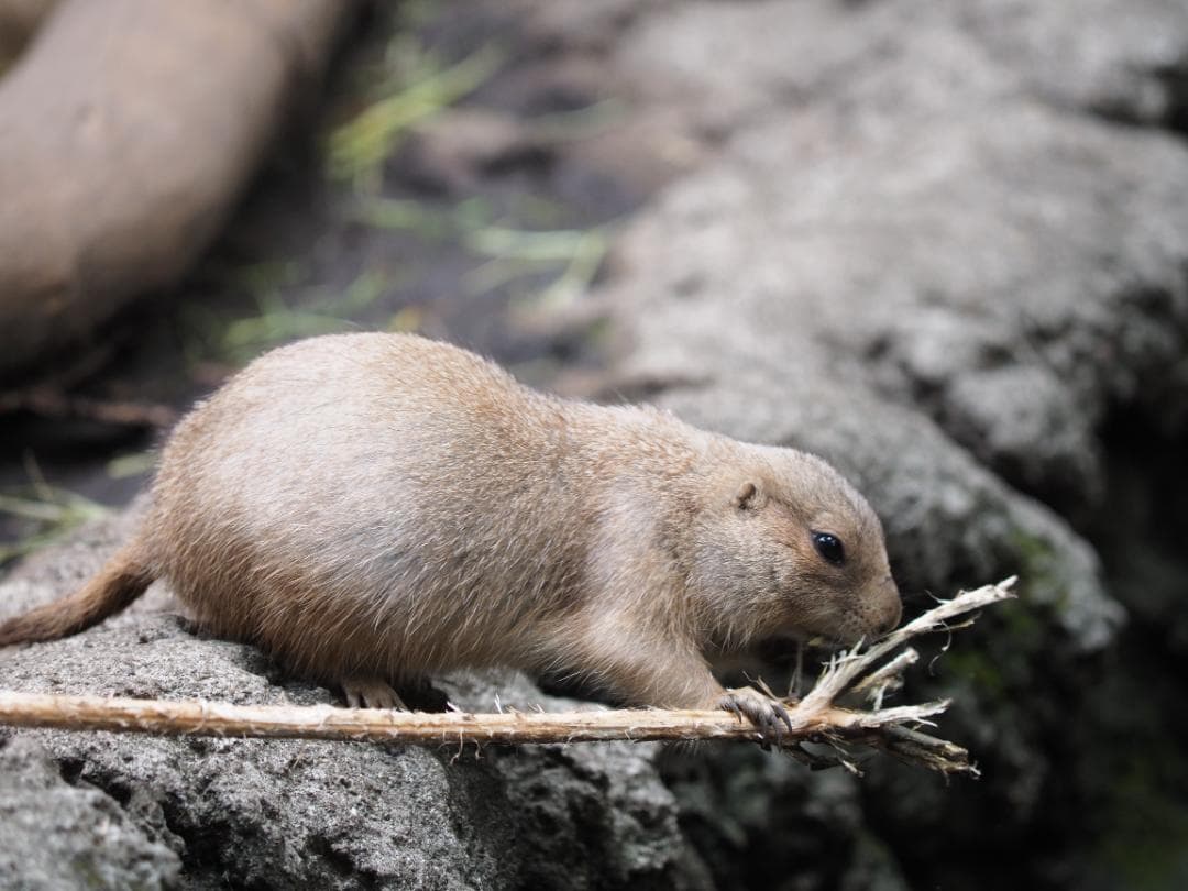 レンズ(ズーム) Olympus ZUIKODIGITAL ED 50-200mmf2.8-3.5