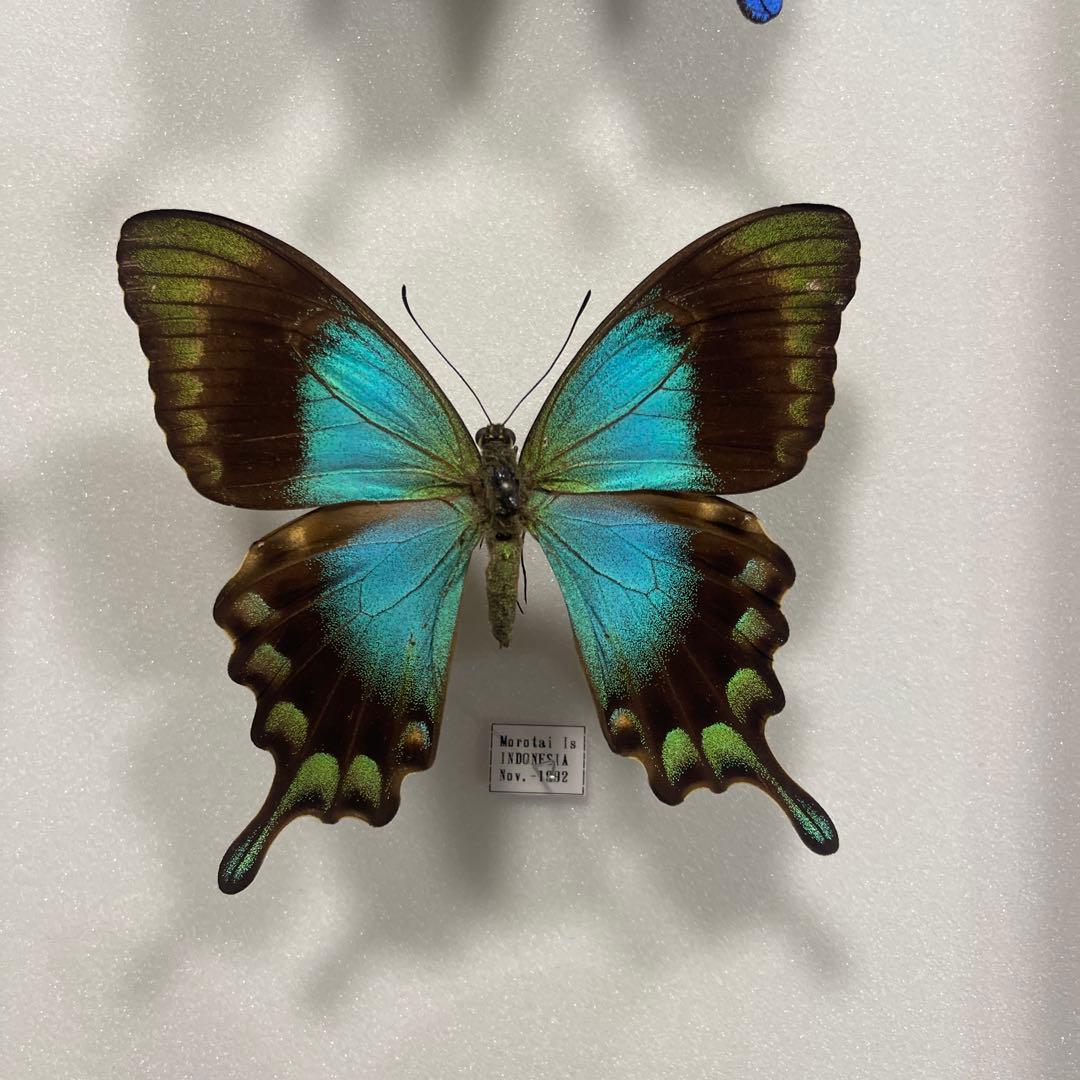 青と黒色のコントラストが美しいアゲハ蝶ドイツ箱入り標本 - メルカリ