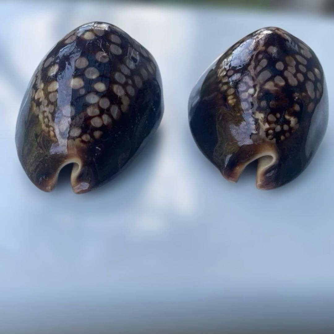 沖縄産 ハチジョウダカラ タカラガイ30年前 宝貝 - メルカリ
