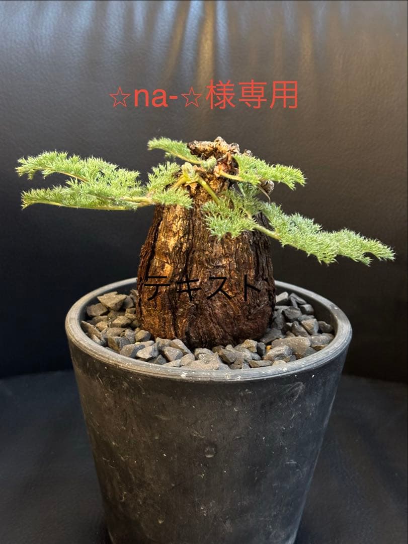 冬型　ペラルゴニウム トリステ　発根済み この冬に発根管理した冬型植物のひとつ、ペラルゴニウム トリステ。 葉