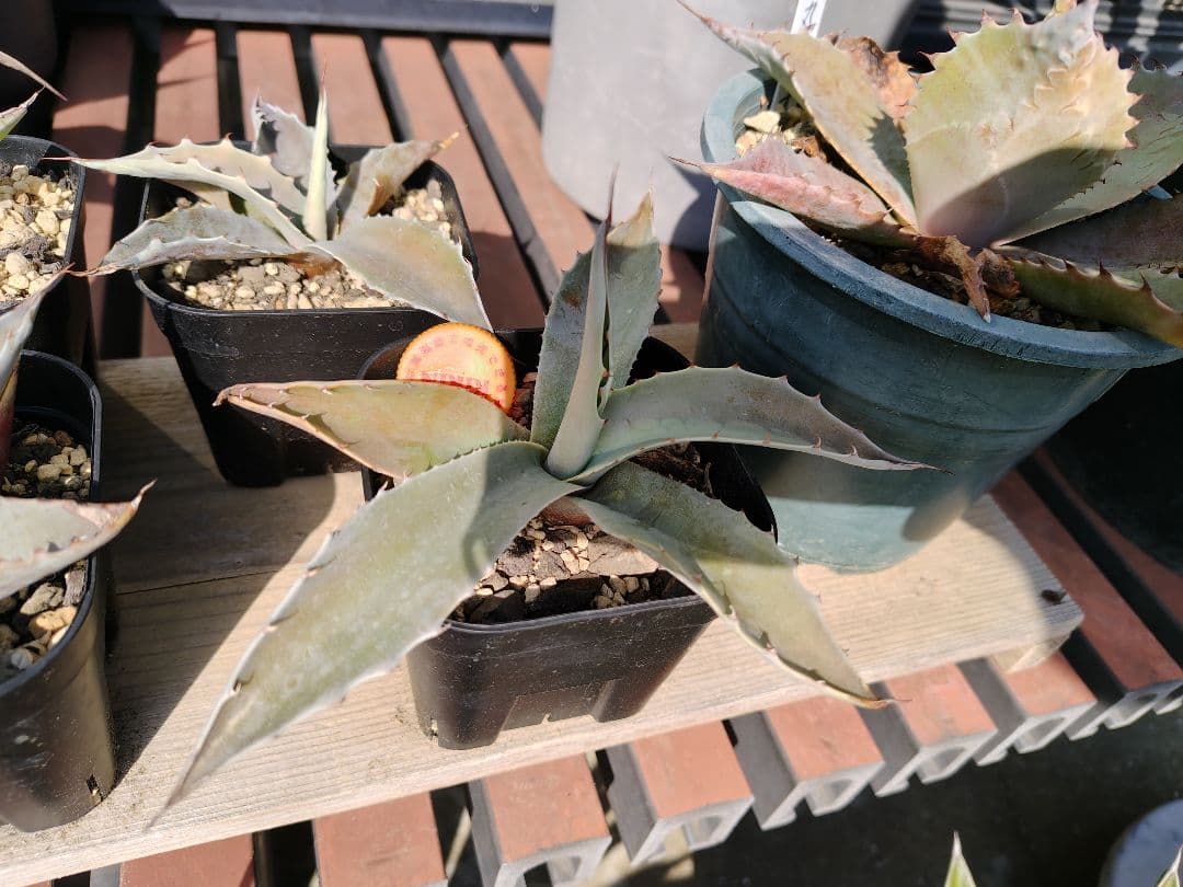 耐寒性アガベ オバティフォリア実生 ドライガーデン パリー パラサナ