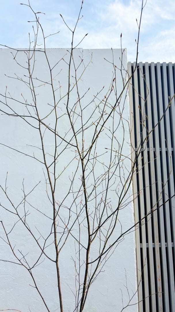 美形。山採りクロモジ2.6M(鉢底から)