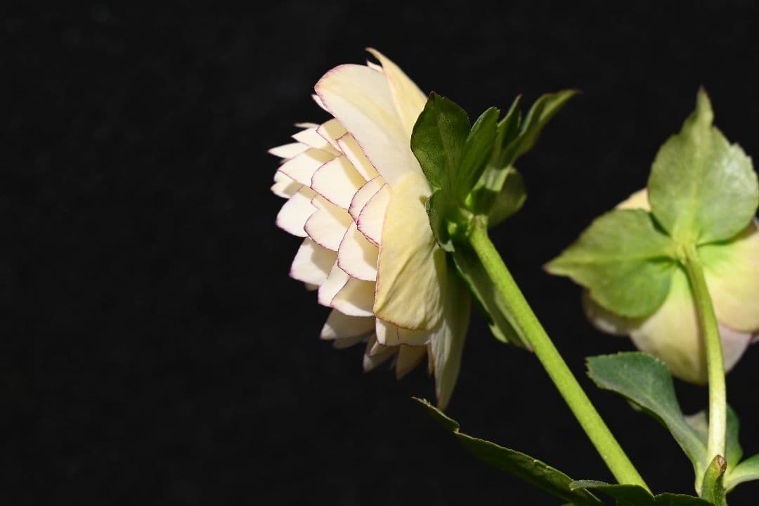 クリスマスローズ 認定！ホワイトアフロディーテ 「メビウス交配！加藤