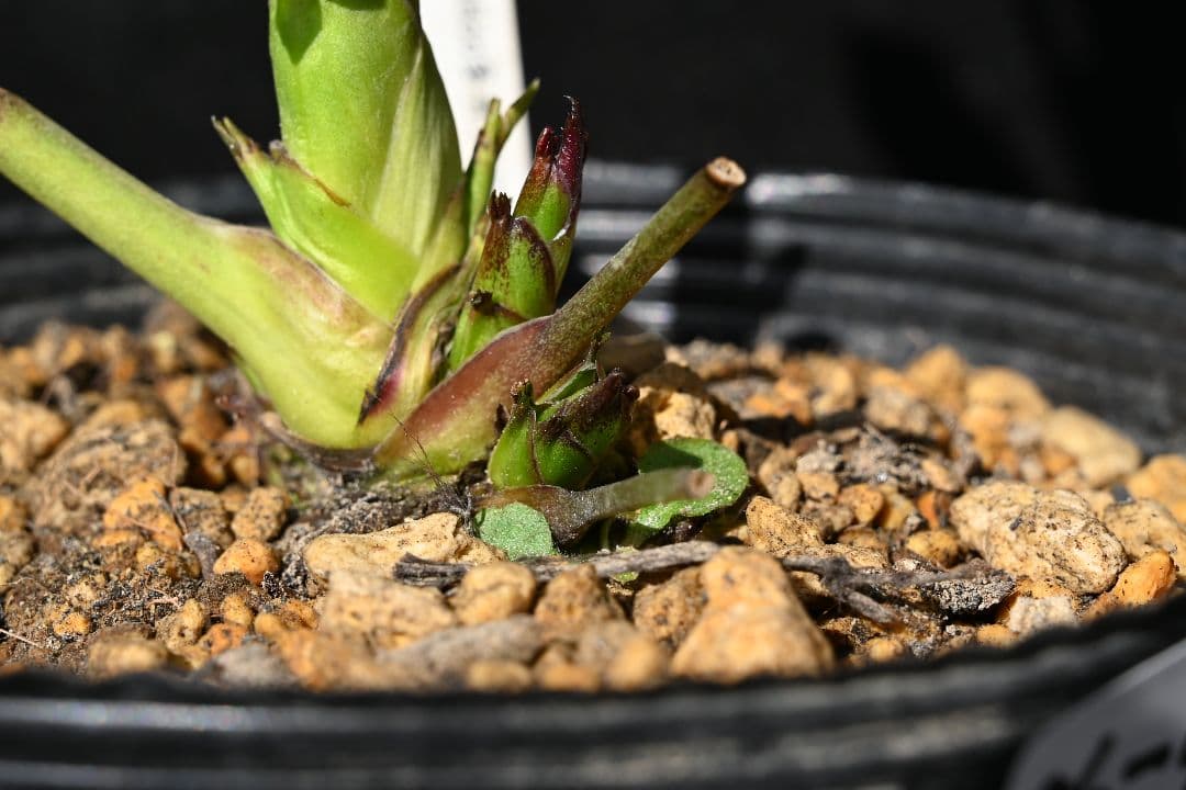 クリスマスローズ 認定！ホワイトアフロディーテ 「メビウス交配！加藤