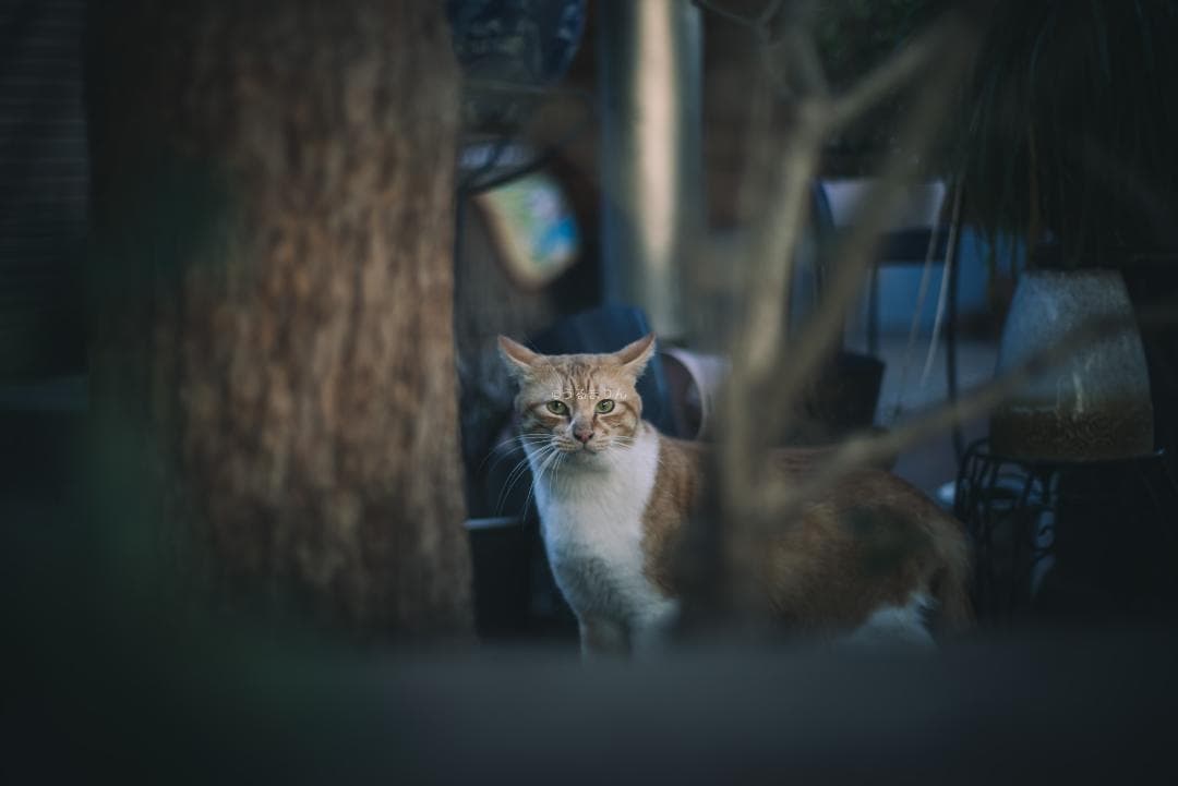 棚卸SALE！黒刻印！標準の帝王 Planar 50mm F1.4 AEJ - メルカリ