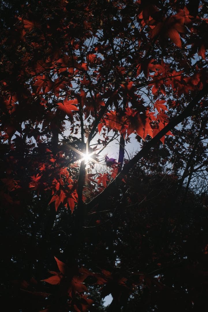 棚卸SALE！黒刻印！標準の帝王 Planar 50mm F1.4 AEJ - メルカリ