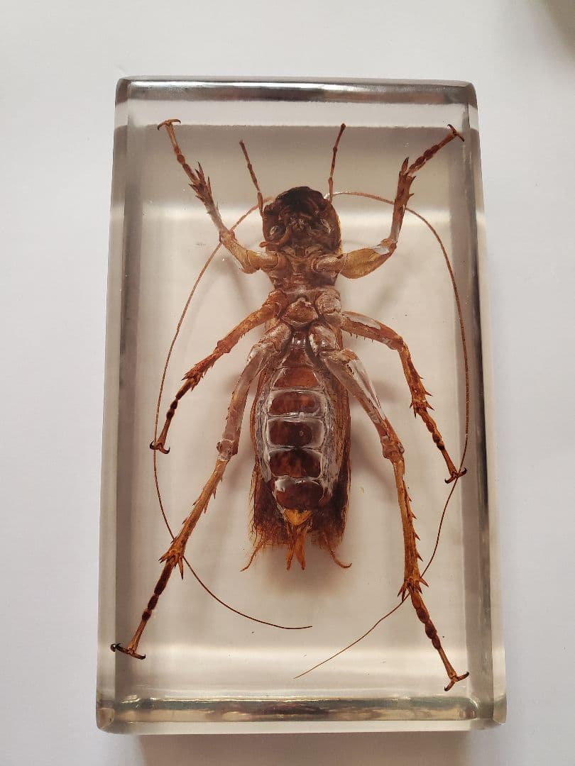 リオック 樹脂標本 オバケコロギスウェイト - メルカリ