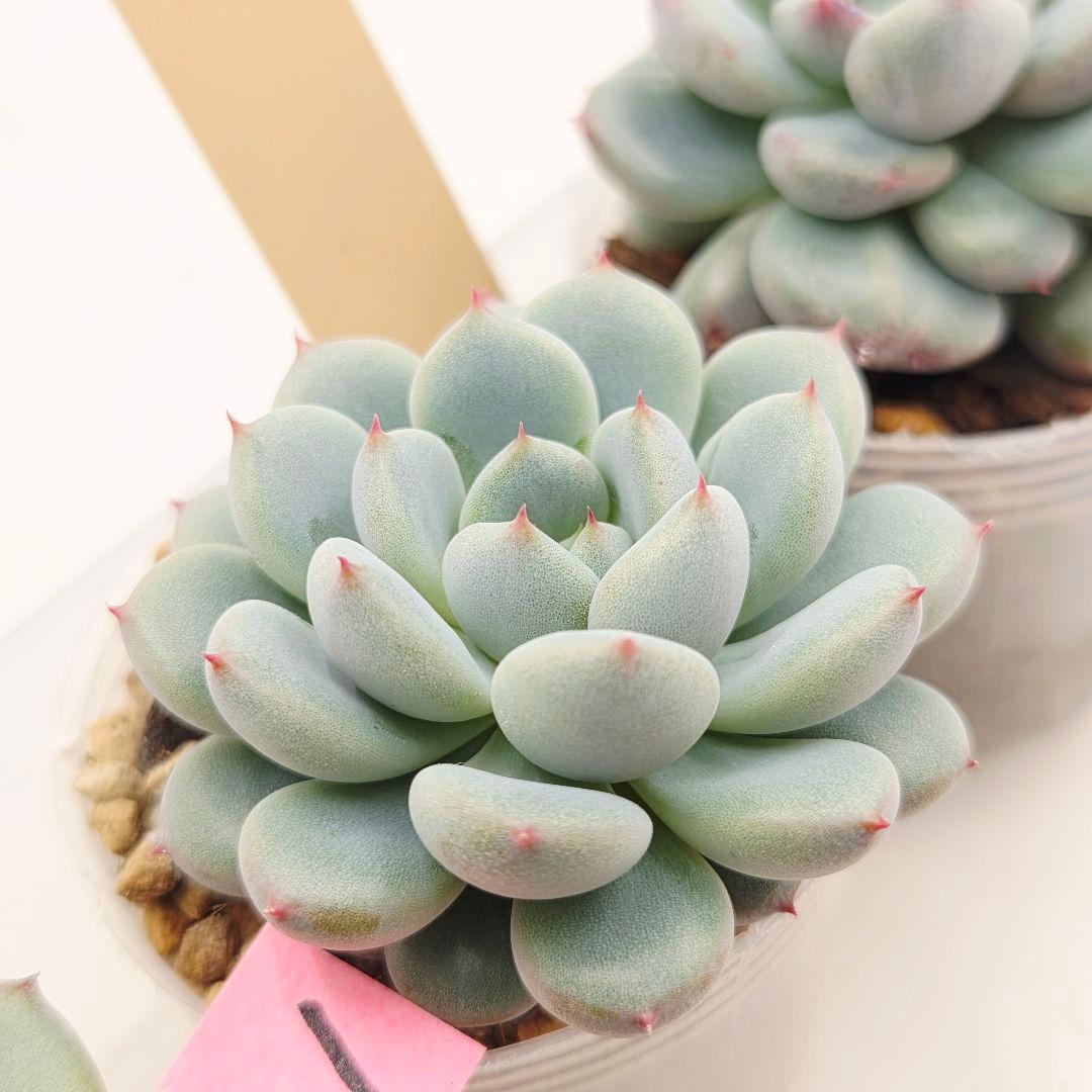 プーさん様 ミソップさん 4苗