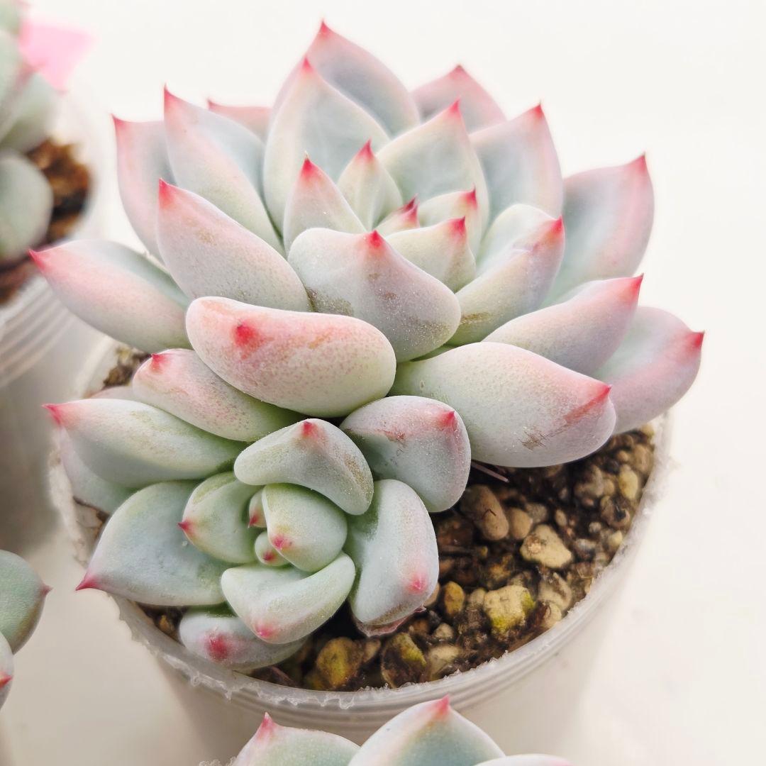 プーさん様 ミソップさん 4苗