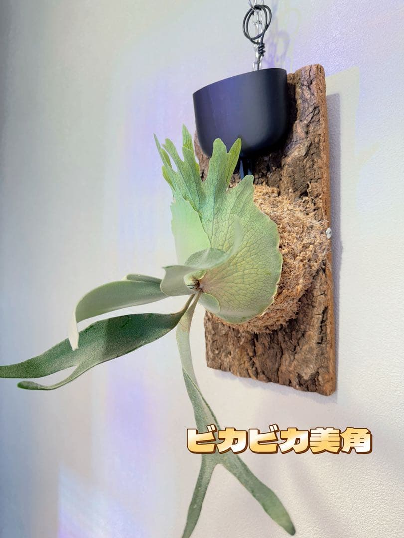 plants.b様専用 板付けビカクシダ専用 ドリップ式給水器 改良版3個