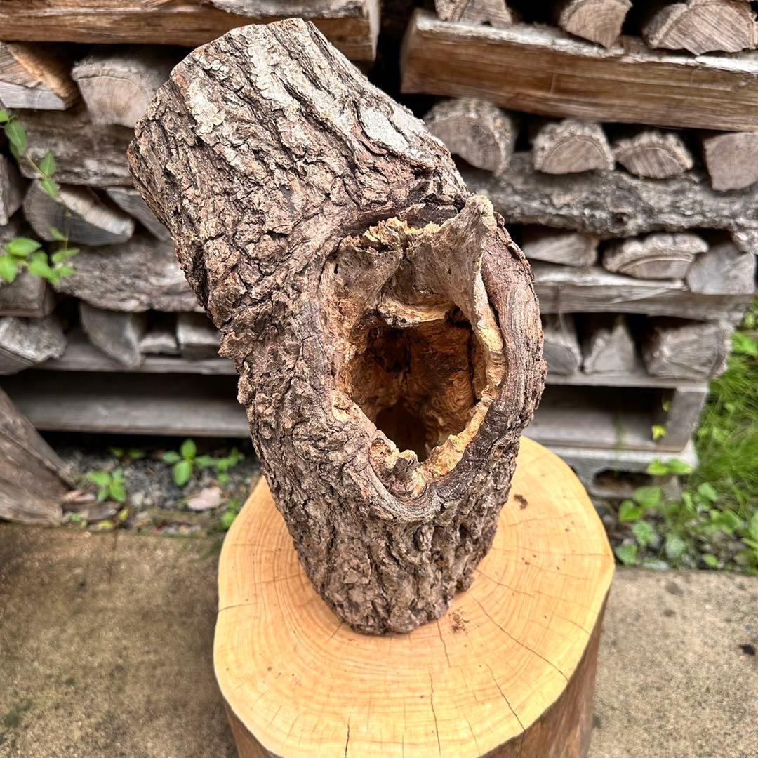 クワガタ カブトムシ クワリウム 樹洞 ウロ 天然木 栗 登り木 止まり木