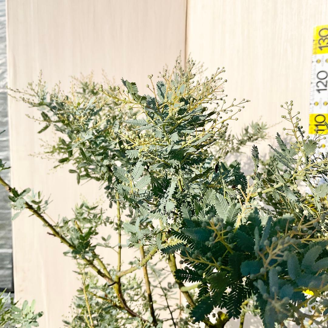 mycoさん確認用ミモザアカシア / 906