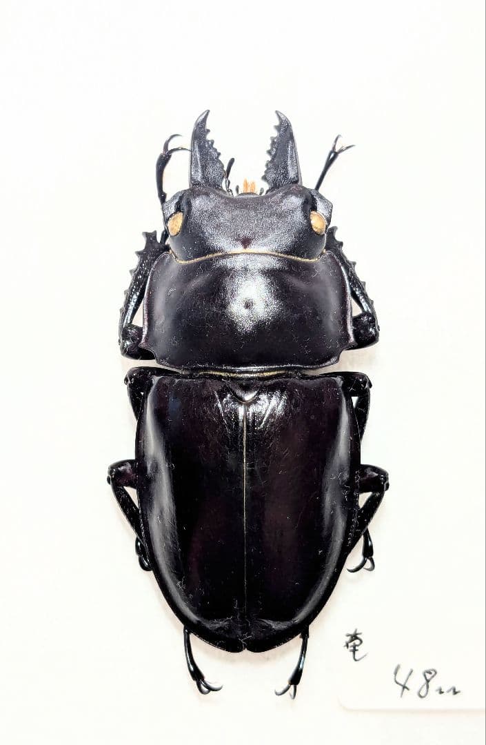 奄美　アマミマルバネ アマミマルバネクワガタ (鹿児島県徳之島天城岳産）CBF1 飼育記録