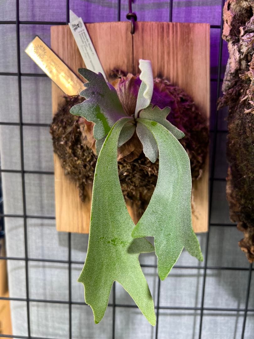 ビカクシダ willinckii セレクト株 ビカクシダ ウィリンキー cv. ノース スター スポアリング セレクト「P