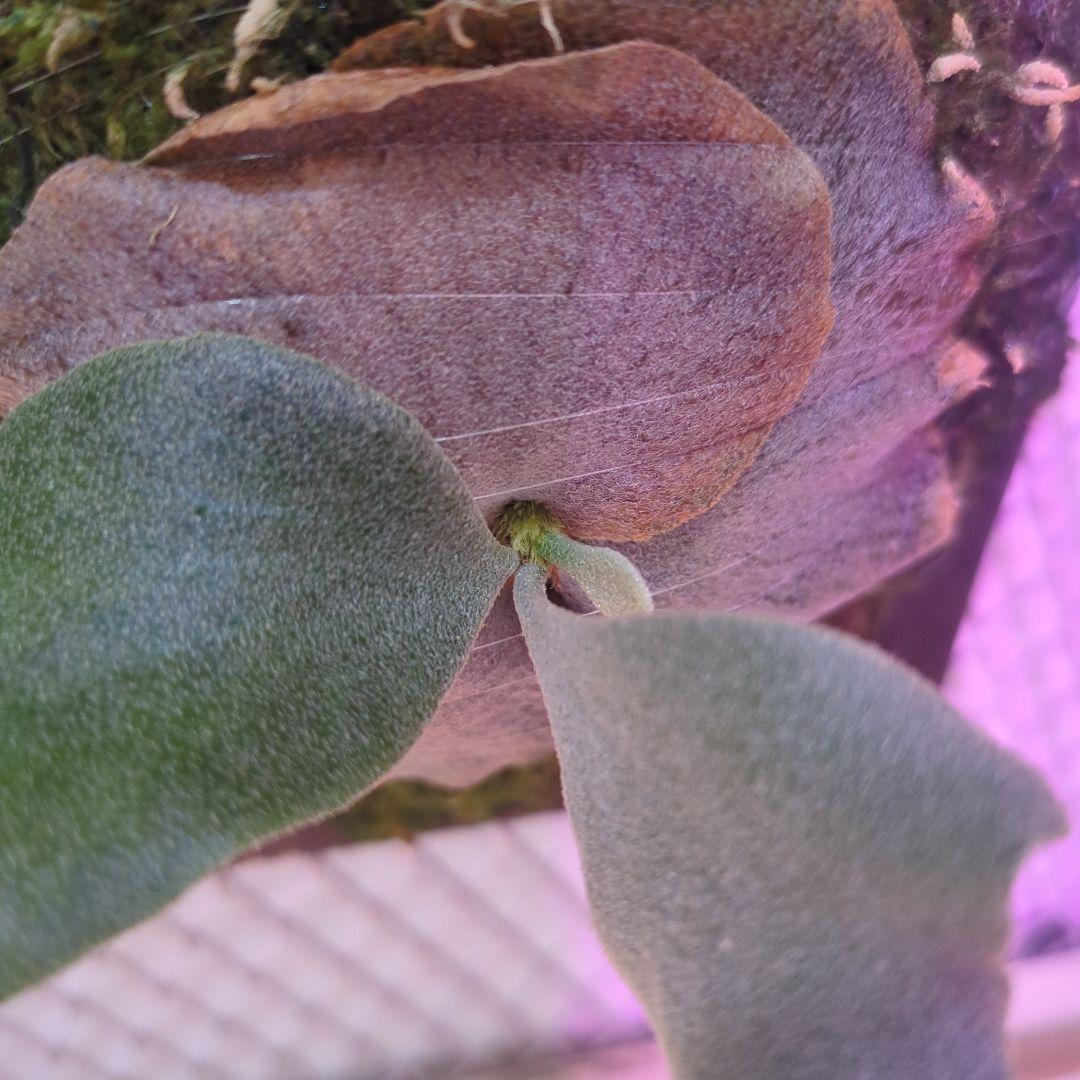 わ*ち様 【期間限定出品】P.FSQ 'FW' oc/ビカクシダ - メルカリ