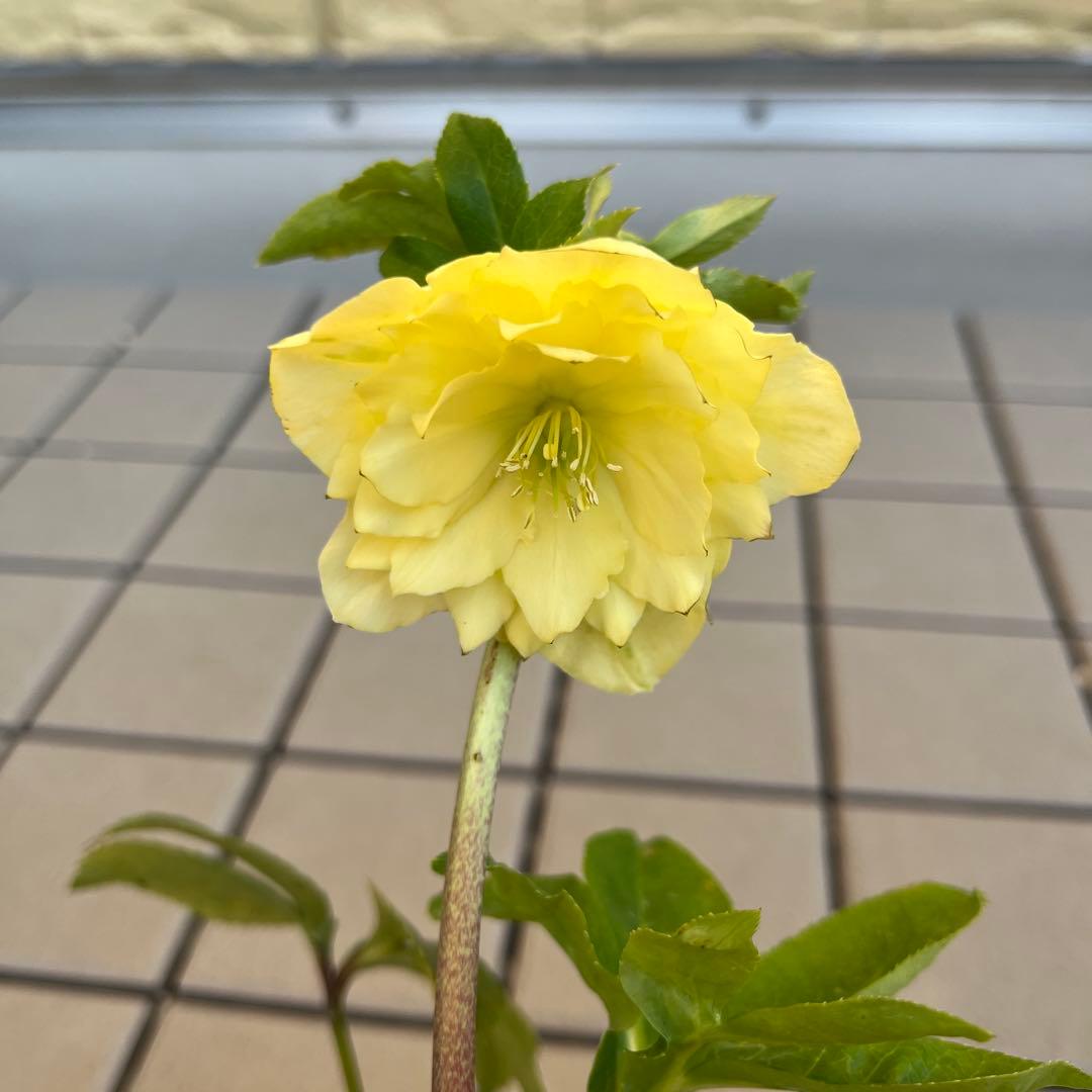 フレグランスタグ付き かぐや姫交配 クリスマスローズ 開花株 加藤農園