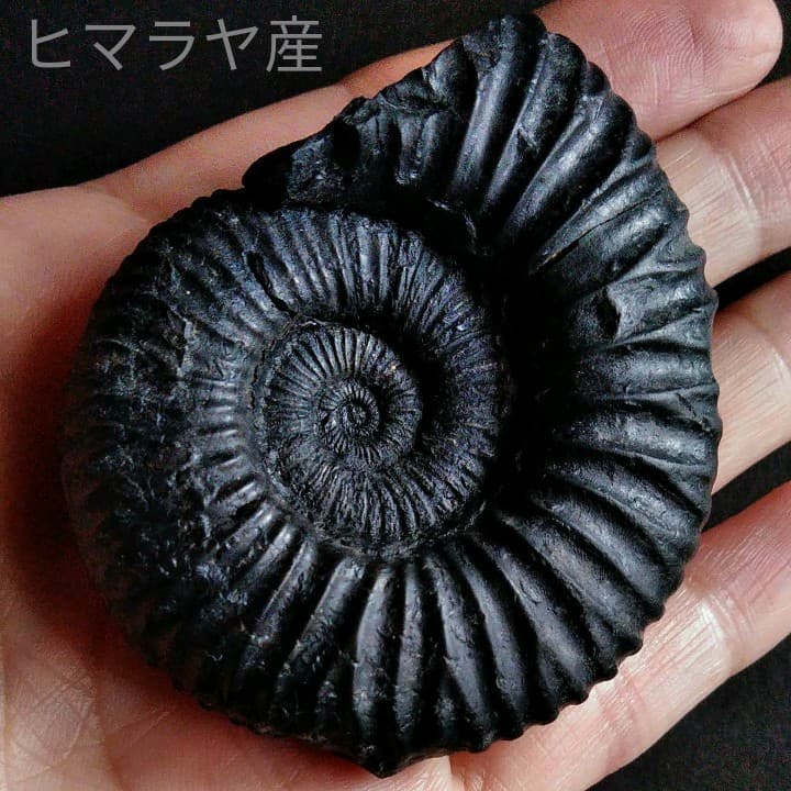 化石 標本 アンモナイト ヒマラヤ山 ジュラ紀 最末期 ティトニアン