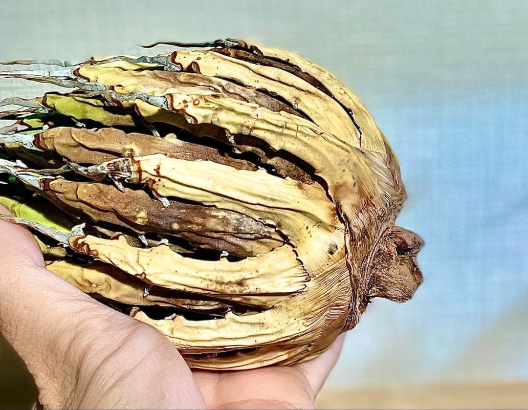 今だけ特売！【陽炎】エボリスピナ厳選美型株！締まった優良株！抜苗/第四種郵便！