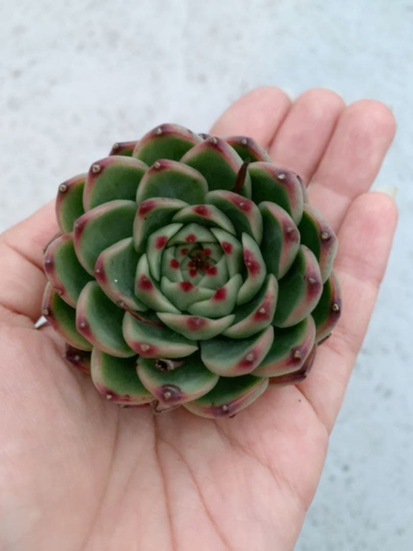 ココスヤシ 根鉢上から130センチ