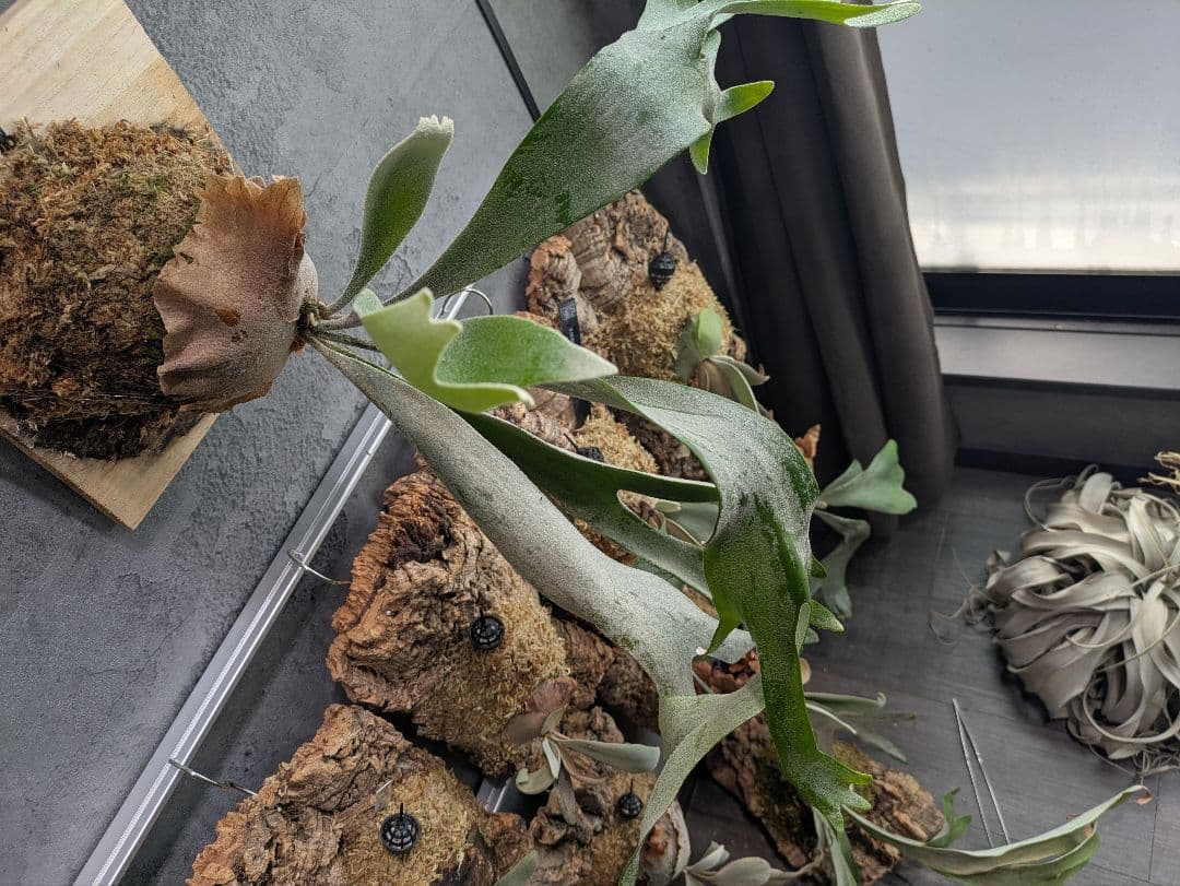 P.Sailor Moon Snow Queen F306 ビカクシダ