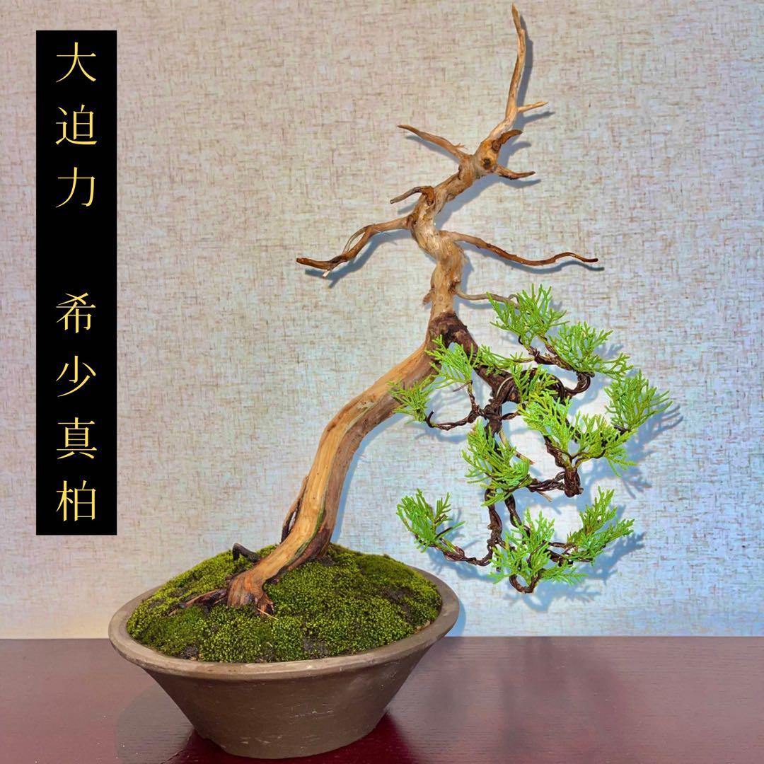 大幅値下げ】世界が注目 資産価値 真柏 盆栽 良型盆栽 - メルカリ