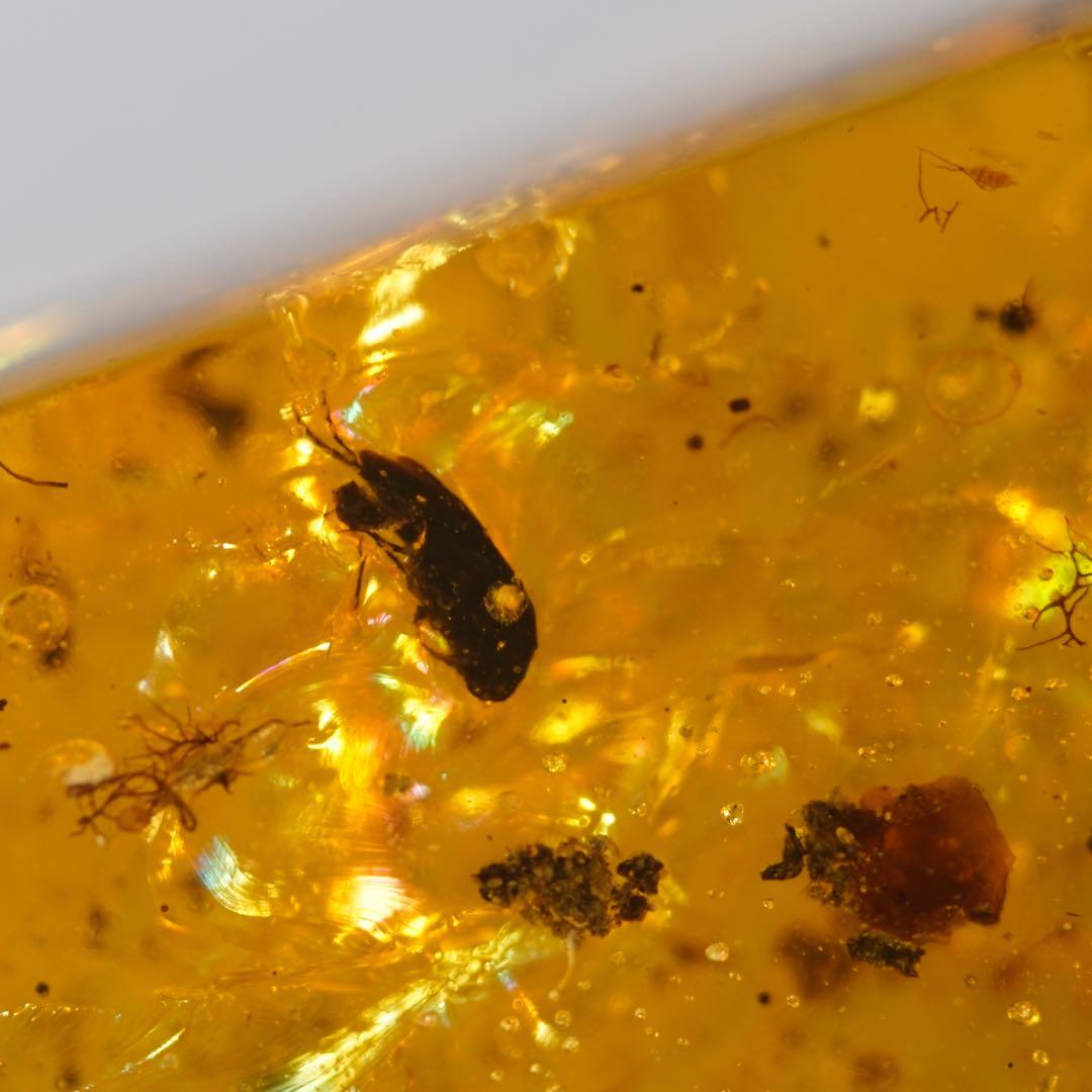 レア極上品TT0033花虫入り琥珀化石ミャンマーカムティかタナイ産9900