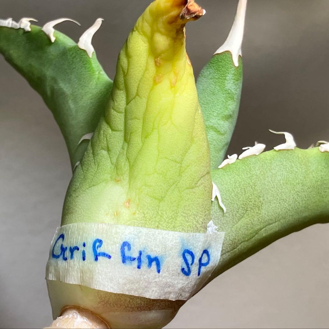 匿名配送【初売り】22 激レア　REZA産　イラン　アガベ　Griffin SP