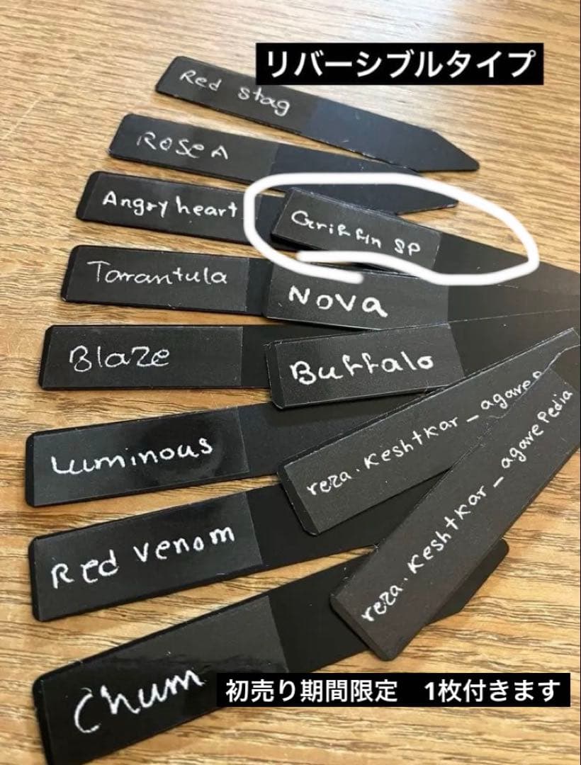 匿名配送【初売り】22 激レア　REZA産　イラン　アガベ　Griffin SP